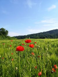 Red poppy flowers on field against sky