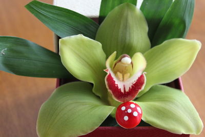 Close-up of red flowering plant