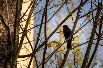 Low angle view of bird perching on branch