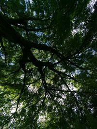 Low angle view of trees in forest against sky