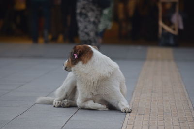 Dog sitting on footpath