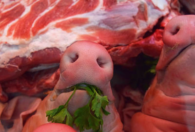 Raw pig head and pork on retail display at market stall