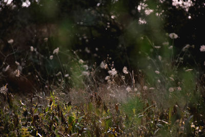 Close-up of flowers in field