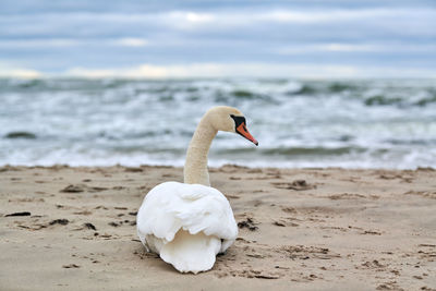 White mute swan sitting and resting on sandy beach hear blue baltic sea. winter seascape.