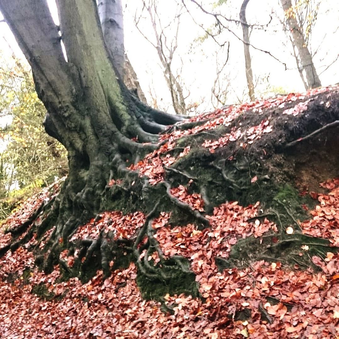 CLOSE-UP OF TREES IN FOREST