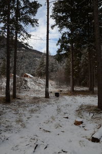 Trees in forest during winter