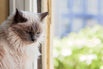 Close-up of a cat looking away at window