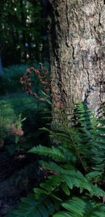 Close-up of tree trunk in forest