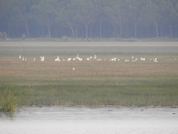 Flock of birds on a land