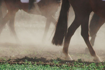 Low section of horse running on field