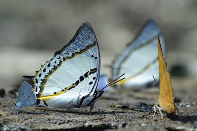 Close-up of butterfly