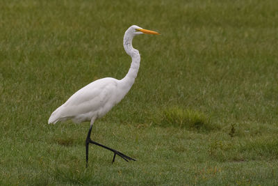 Side view of great egret on field