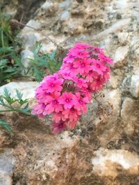 Close-up of pink flowers