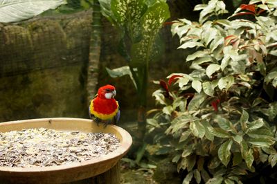 Close-up of bird perching on plant