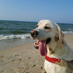 Close-up of a dog on beach