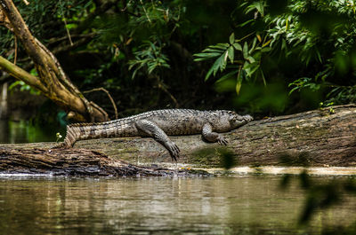 Crocodile on fallen tree by lake