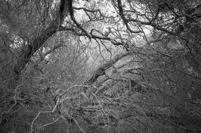 Trees in the dark