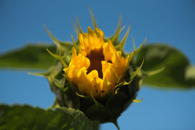 Close-up of yellow flowering plant against blue sky