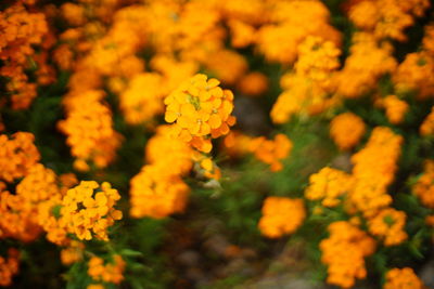 Close-up of yellow flowering plant