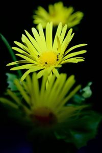 Close-up of yellow flower