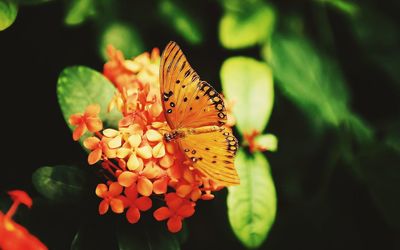 Close-up of butterfly on leaf