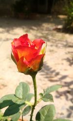 Close-up of pink rose