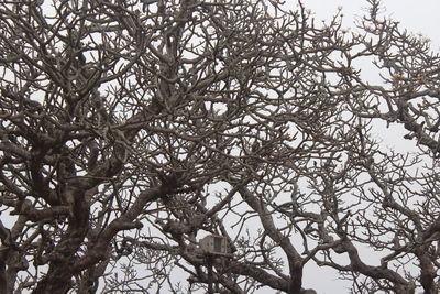 Low angle view of bare tree against sky