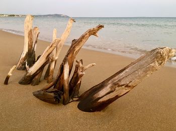 Driftwood on sand at beach against sky