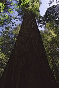 Low angle view of tree trunk in forest