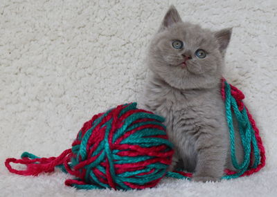 Portrait of multi colored cat