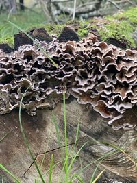 High angle view of mushrooms growing on field