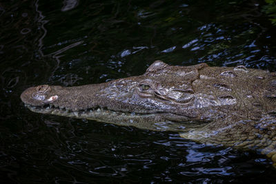 High angle view of crocodile in lake