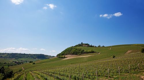 Hills and vineyards in piedmont, italy