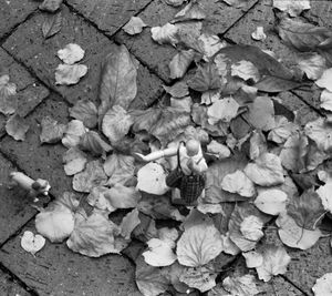 High angle view of leaves