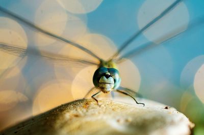 Close-up of insect on flower