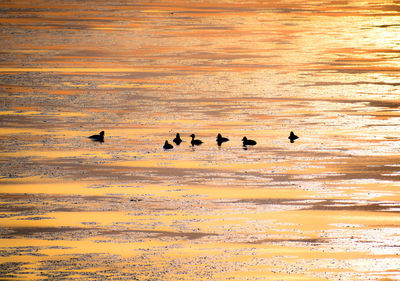 Silhouette birds on land against orange sky