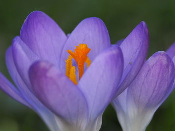 Close-up of purple crocus flower