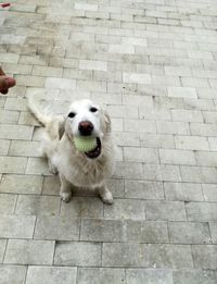 Close-up portrait of dog