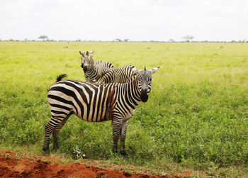 Zebra standing on field