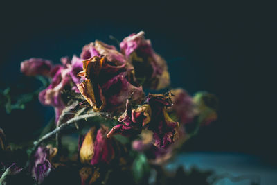 Close-up of flowers