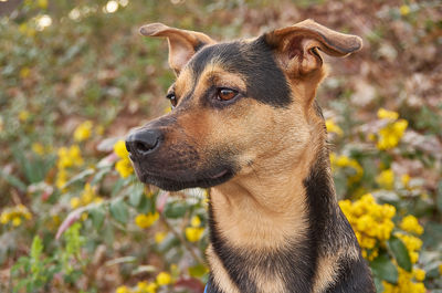 Close-up of dog