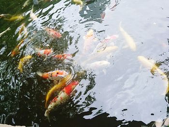 Fish swimming in water