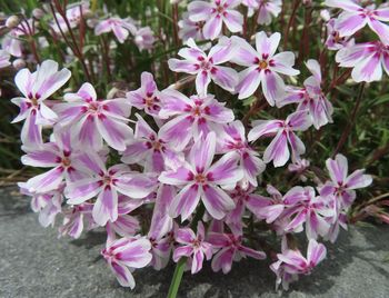 Close-up of pink flowering plants