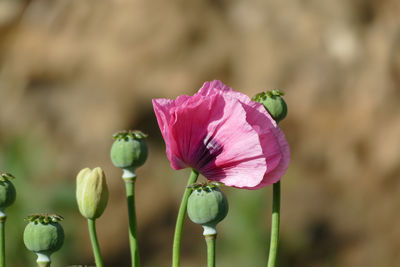 Close-up of pink flower