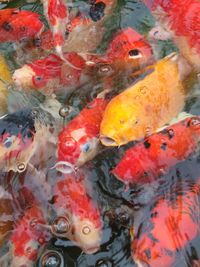 Close-up of koi fish in water