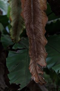 Close-up of autumnal leaves