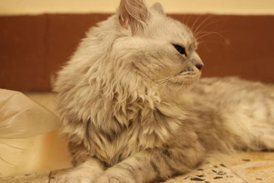 Cat looking away while relaxing on bed at home