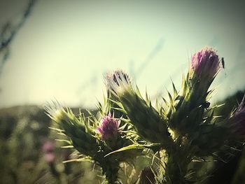 Close-up of thistle in field against sky