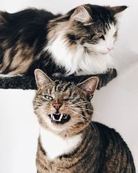 Close-up portrait of kitten sitting