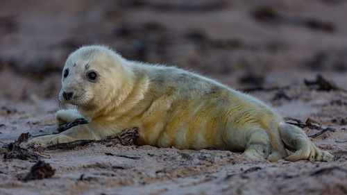View of baby seal lying on sand